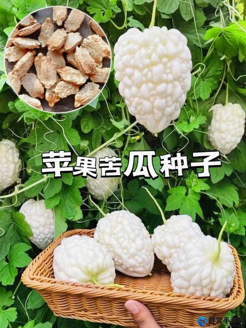 绿色地狱苦瓜的多种用途与食用效果