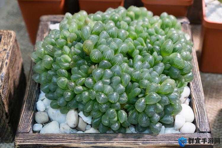 玉露春潮之独特韵味与美妙意境