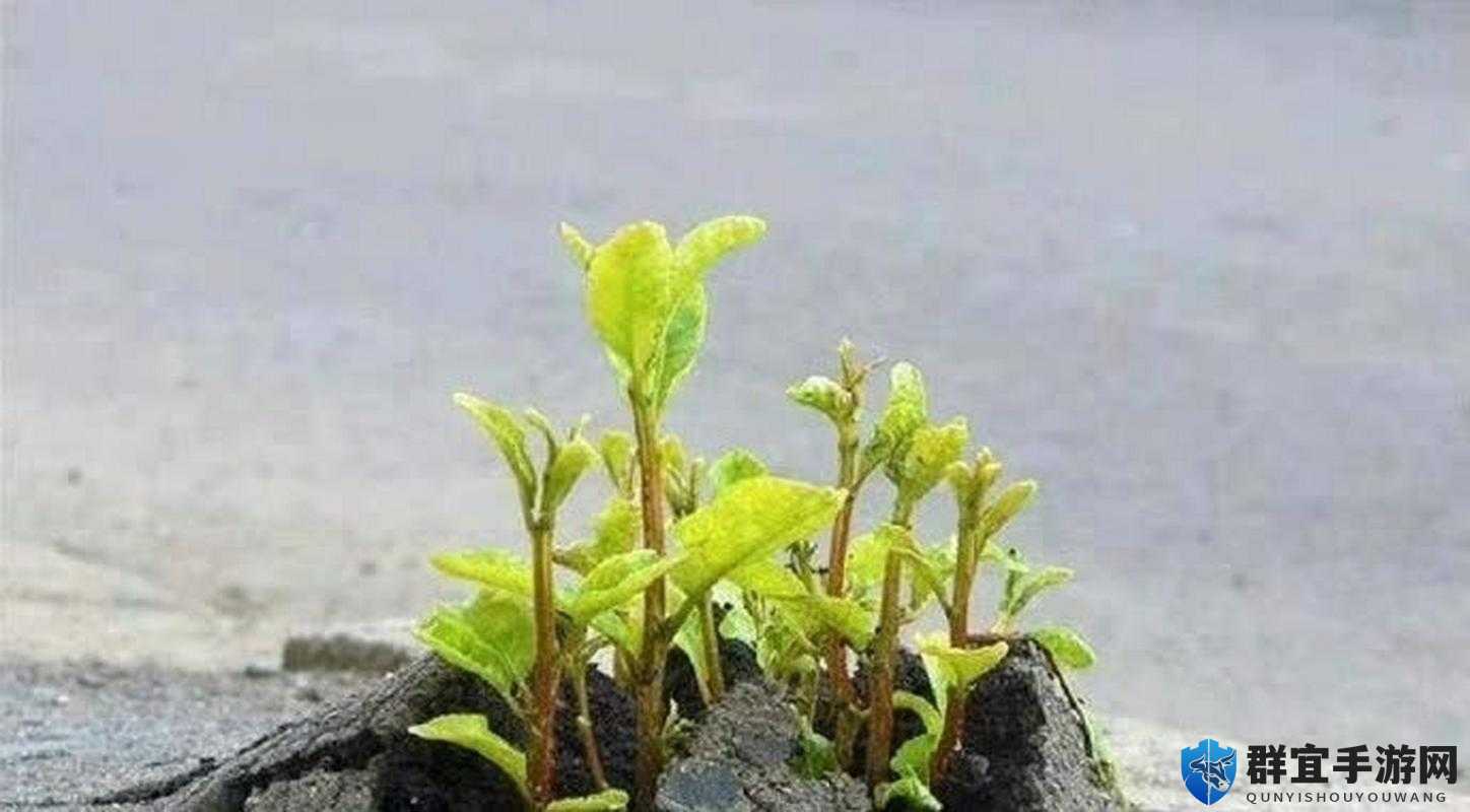 缺氧环境下，这些神奇植物依然能茁壮成长