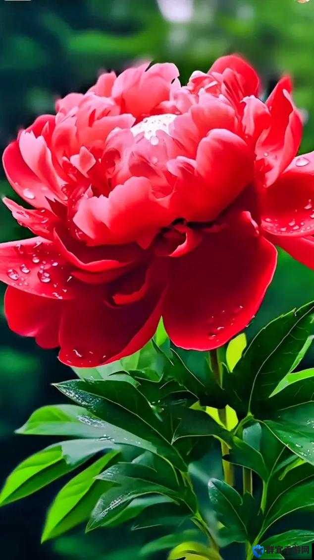 亭亭玉立荷花与国色天香牡丹：花中双姝，谁与争锋