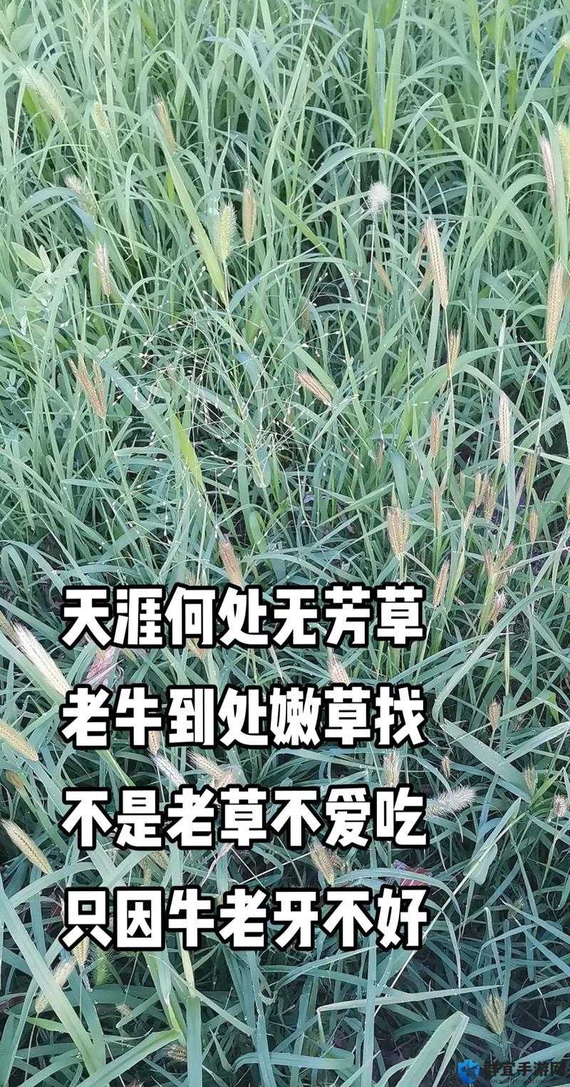 老牛嫩草一二三产品：支持蓝光画质的区别之处在哪？