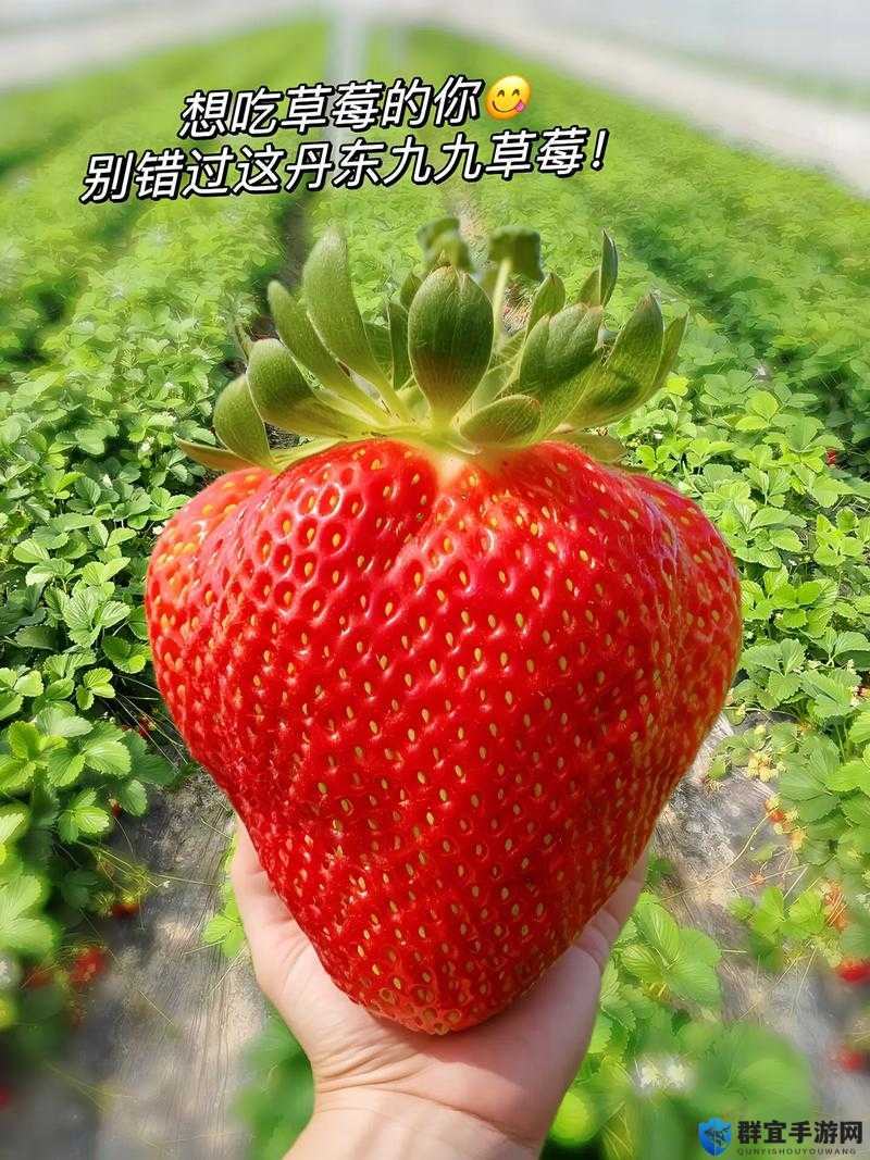 蜜丝婷大草莓与小草莓的详细对比-全方位解析差异所在