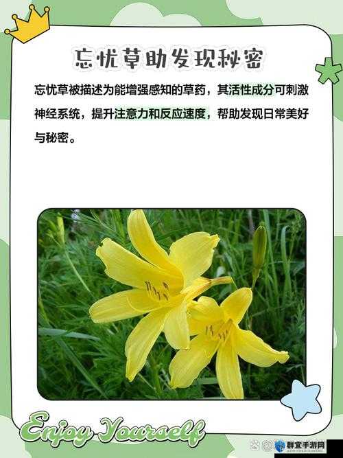 香蕉和忘忧草对焦虑的影响：探究天然植物的舒缓力量