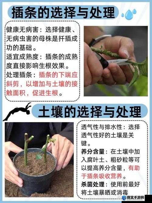 欧式 72 种扦插法的注意事项大盘点