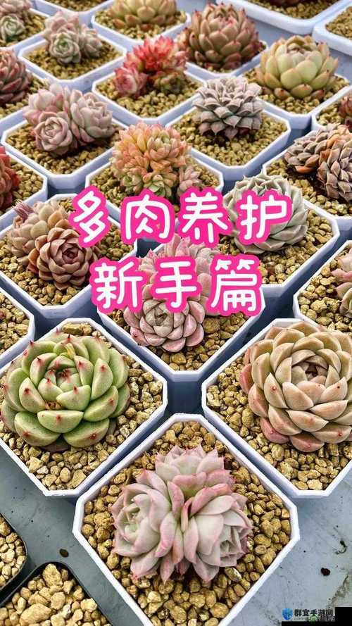 皇家共享小公主多肉的养护技巧：精心呵护成就美丽多肉