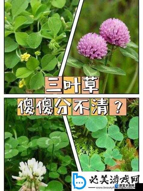 成品人和精品人有何区别？如何在四叶草中体现？