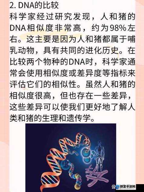 美国人与猪的 DNA：关于两者之间奇特联系与潜在影响的探讨