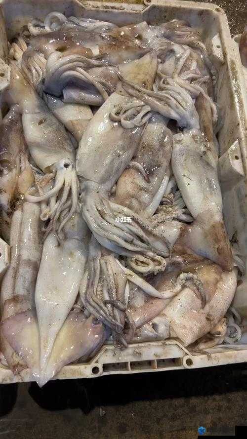 鱿鱼视频在线观看免费最新:海量精彩影视资源等你来看