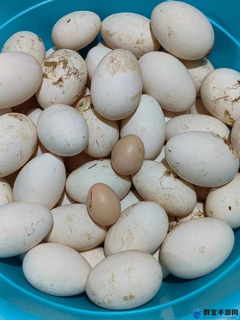 人可以日鹅的蛋到吗：这是一个让人匪夷所思的问题