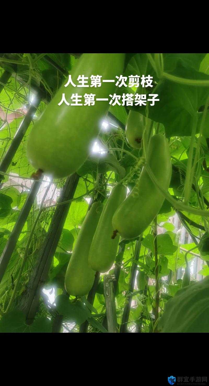 香蕉草莓黄瓜丝瓜还有番茄的奇妙组合与美味探索