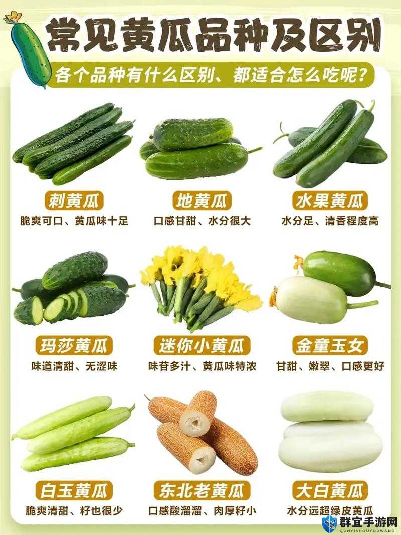 向日葵草莓秋葵黄瓜荔枝丝瓜的奇妙世界与多彩生活
