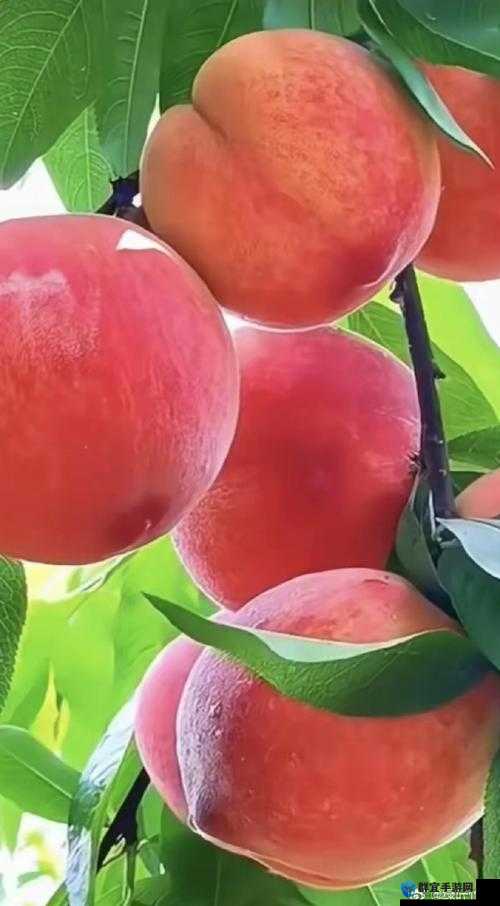桃子成熟时：91AV 蜜桃的诱惑与风情