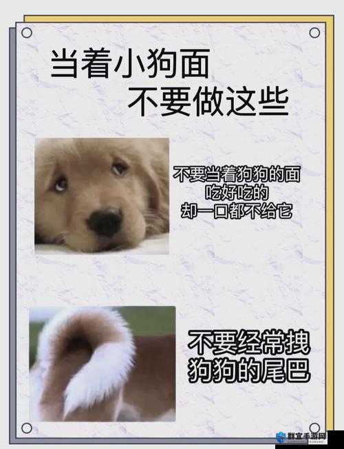 狗 Zoom 和人类 Zoom 哪个好：深度剖析二者的差异与优劣