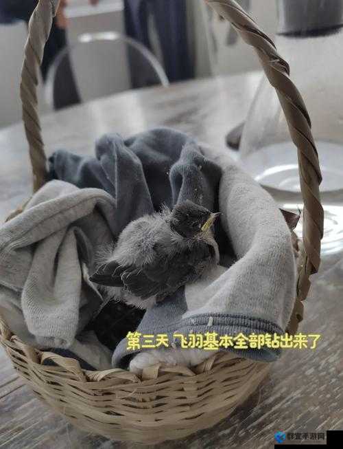 雏鸟幼儿小学生的快乐成长之旅