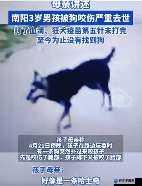 狗狗的东西又硬又烫又臭：揭示其背后不为人知的秘密