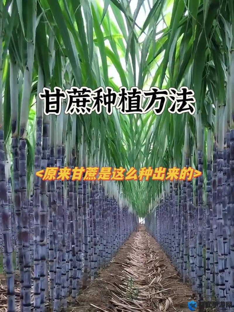 纪元1800甘蔗怎么种,甘蔗种植方法详细介绍