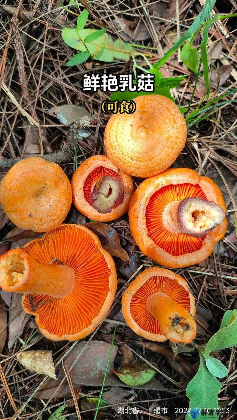 9612 黄桃亚洲品质蘑菇:口感鲜美,营养丰富的珍稀菌类