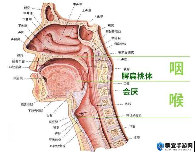 怎么做到整根吞到喉咙：探秘其中的技巧与方法