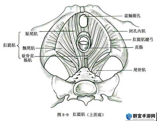 亚洲女性生殖器官私密写真：探索亚洲女性生殖文化的艺术之旅