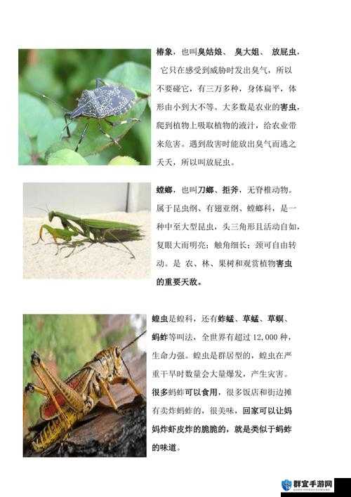 守墓人昆虫怎么获得？昆虫捕捉方法介绍