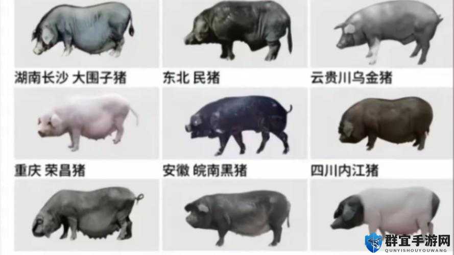 人马畜禽 Company 猪巴西：一场跨越物种的奇妙冒险