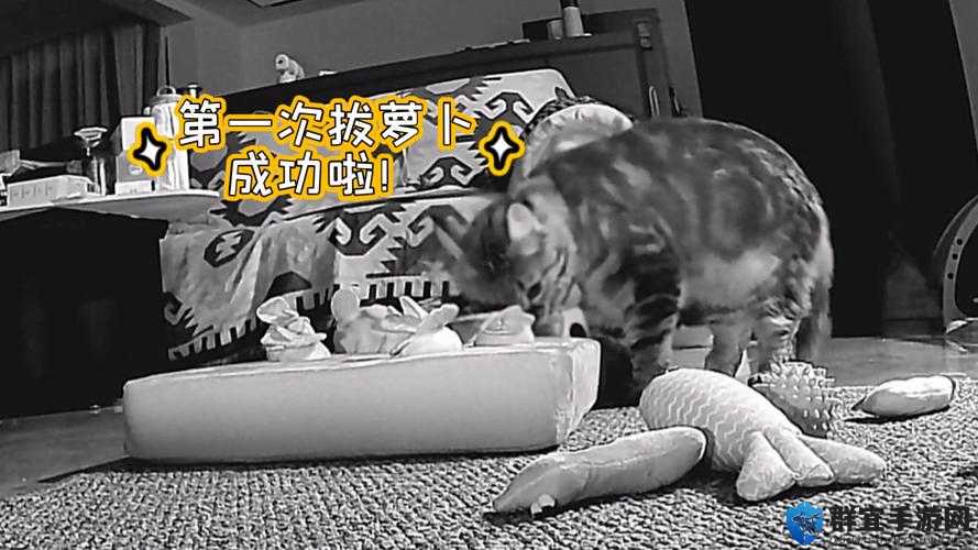 我和 TA 的二人世界拔萝卜奇妙经历