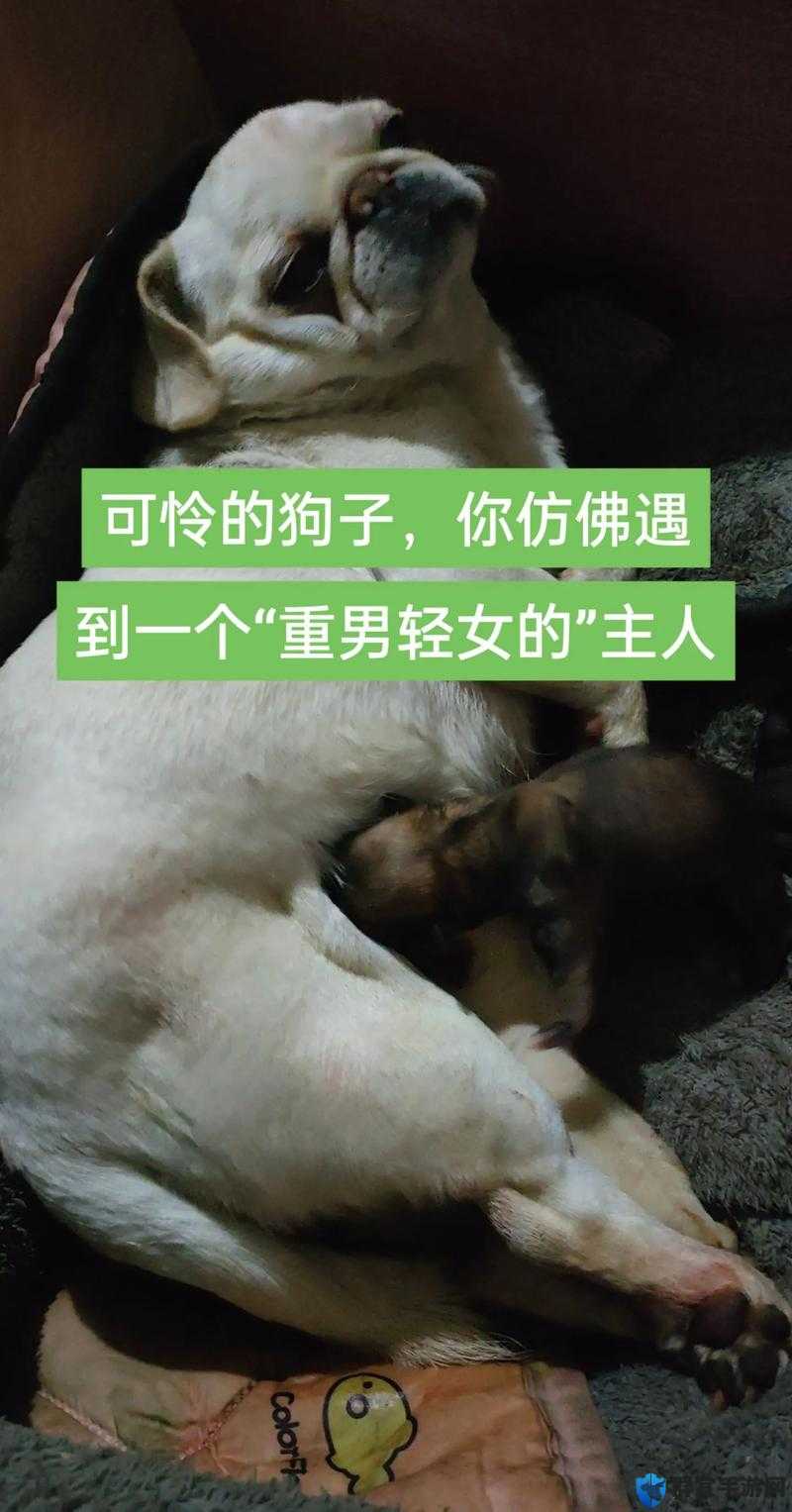 婆婆和我的狗老公怎么相处之我该如何平衡他们之间的关系