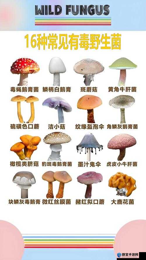 有一根又黑又硬的蘑菇头详细区分类型：探索其背后的奥秘