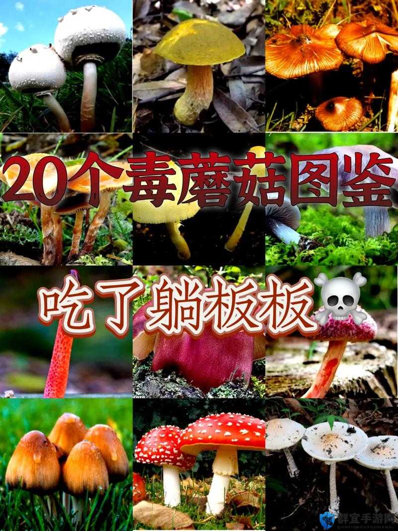 17c 爆料独家揭秘蘑菇的神秘真相