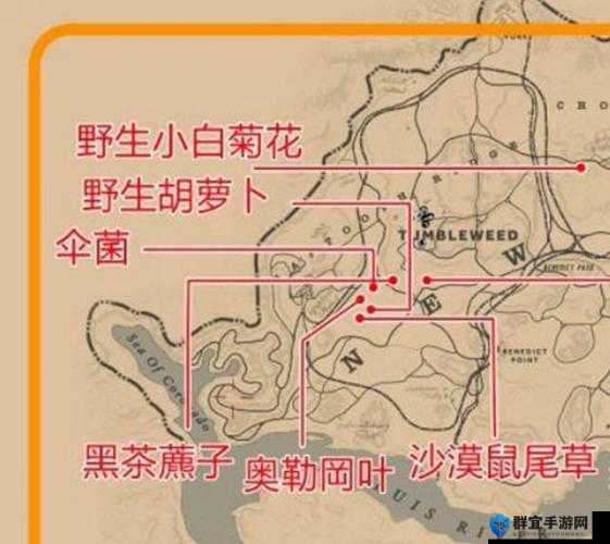 荒野大镖客2西洋蓍草全攻略，分布位置与获取秘籍