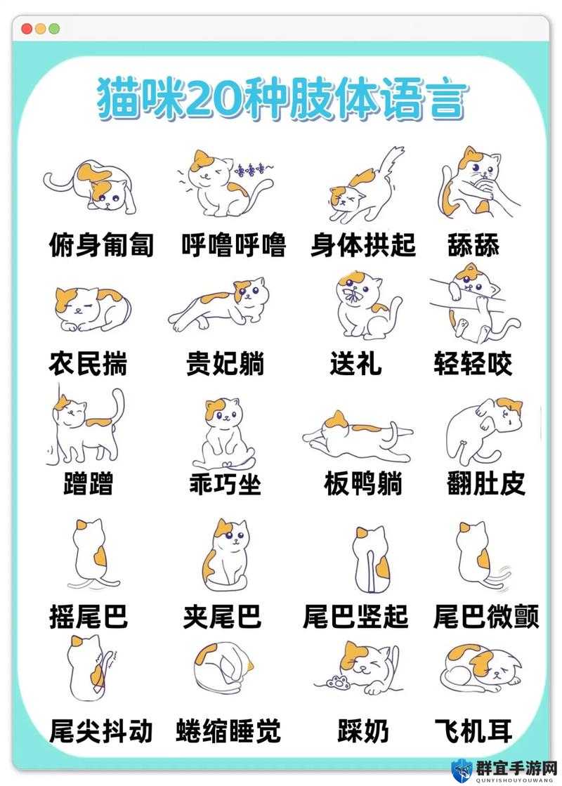 猫咪社交：探索猫咪之间奇妙而温馨的交流方式