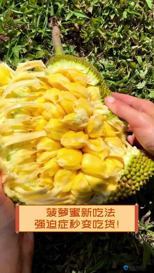 菠萝菠萝蜜视频在线观看大全：精彩内容持续更新