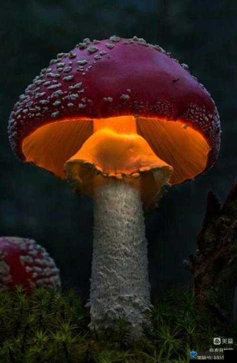 蘑菇头顶开花缝:大自然赋予的奇妙生命形态展现