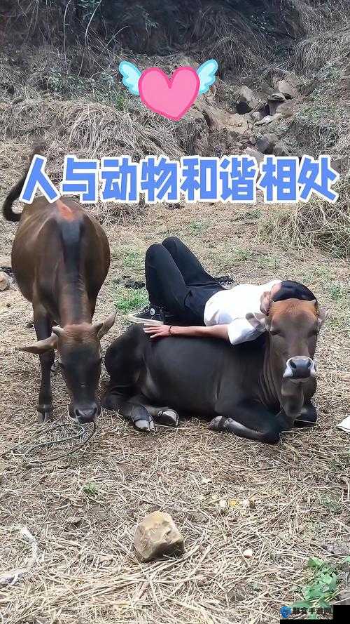 人物动物互动高清视频：奇妙的和谐瞬间展现