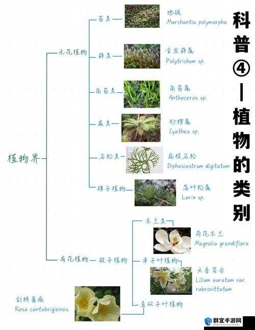 手不安分地探入森林的深层含义解析：探索自然与内心的奇妙旅程