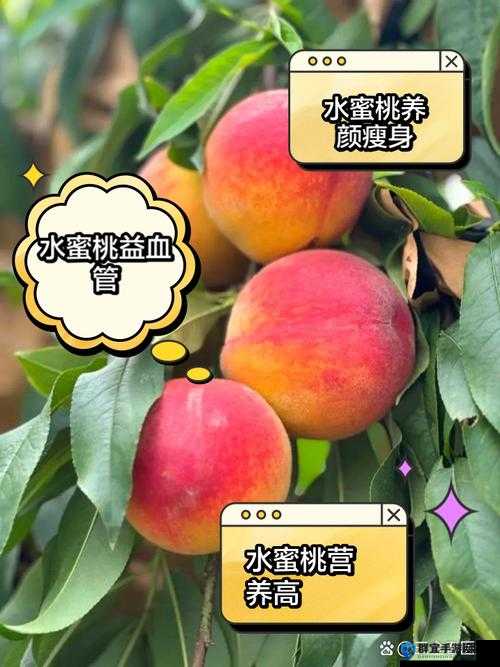 X7X7X7X7水蜜桃的独特魅力：揭秘其口感、营养与种植技巧的全方位解析