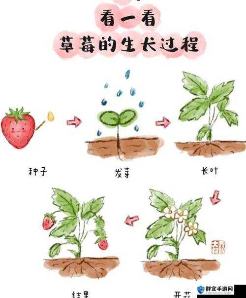 探索向日葵、草莓、榴莲的奇妙世界：三种独特植物的生长秘密与美味应用