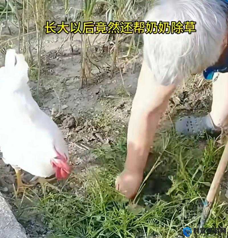 小姐姐摸小弟小鸡的真实故事：背后隐藏的温情与感动