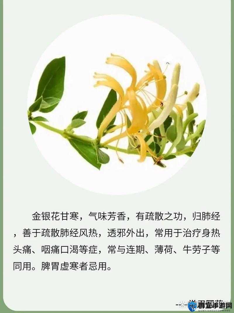 双管齐下金银花：如何在家中轻松种植并利用其天然功效？