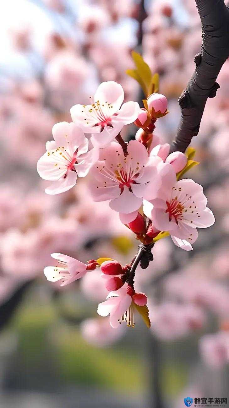 春天的嘴唇——含苞欲放的桃花