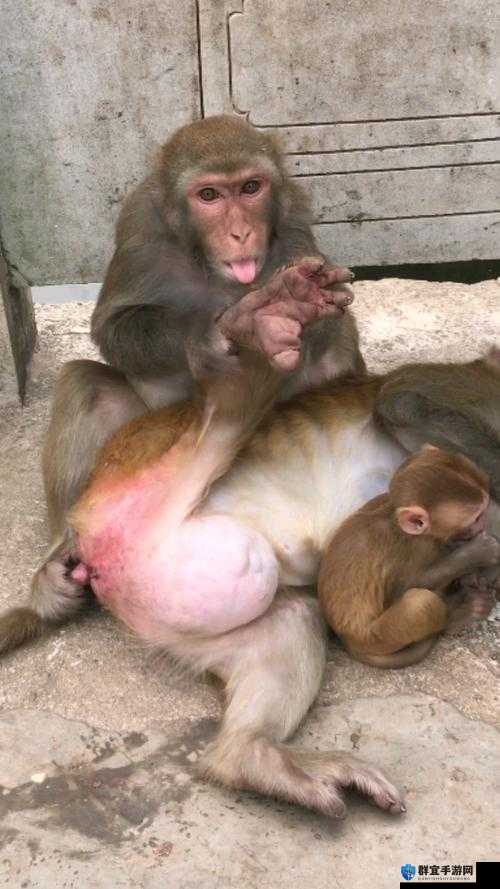 二人生猴子全程无被子究竟是怎么回事？引发全网好奇与热议
