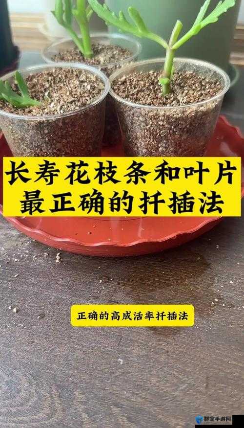 探索日本72种扦插方式的完整指南：从基础技巧到高级方法，助你轻松掌握植物繁殖艺术