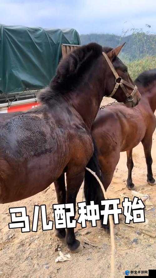 马配方视频揭秘：如何正确使用马配方提升养马效率与健康管理技巧