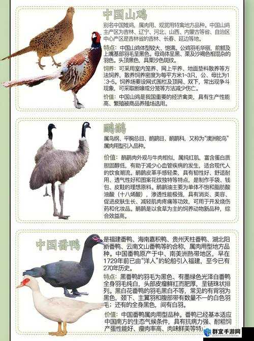 野山鸡一般有多重？了解野山鸡的体重范围
