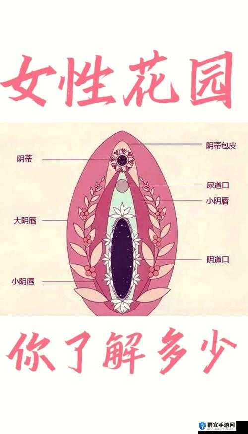 为什么女人的荫蒂会对刺激有反应？探索女性性反应的奥秘