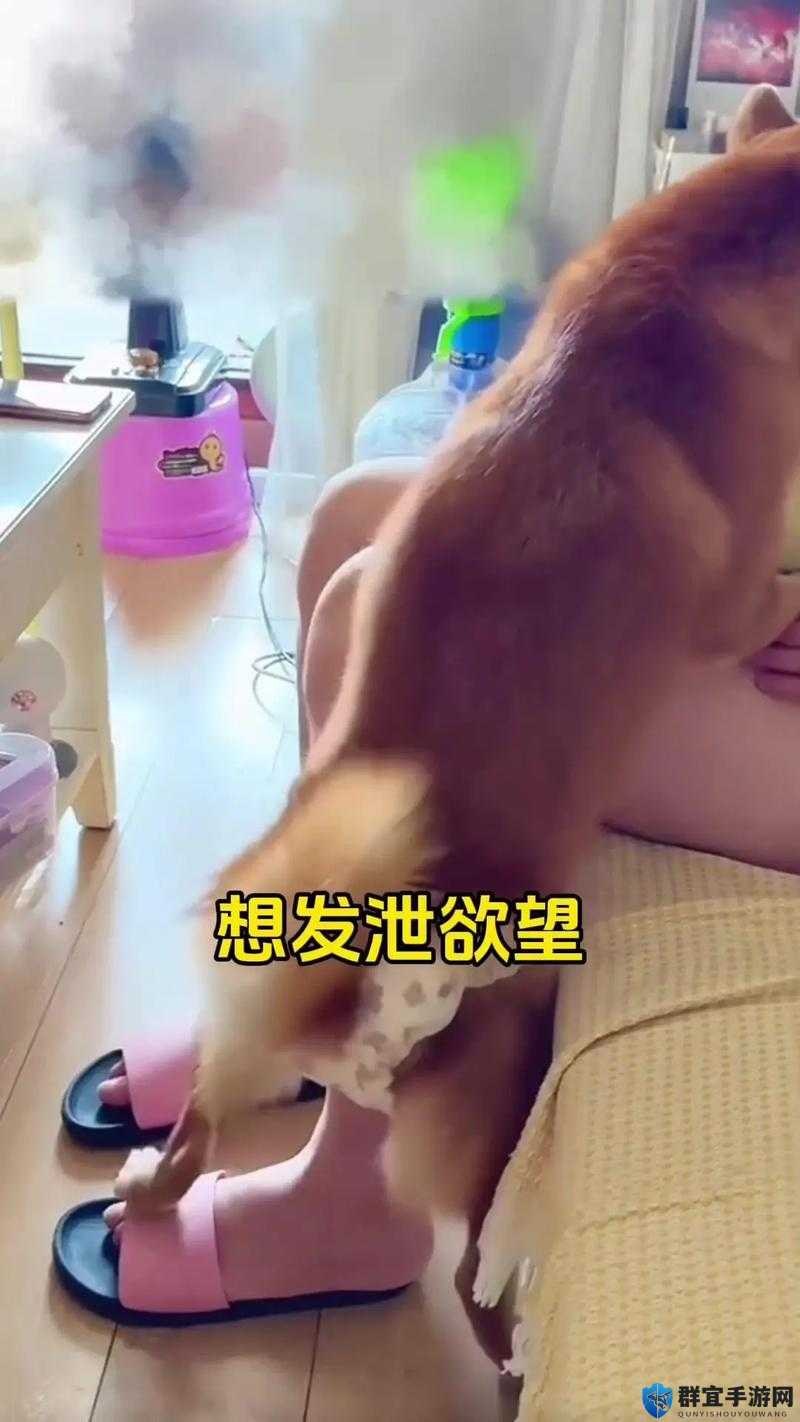 狗配种女人图片引发热议：揭秘背后的故事与网络争议焦点