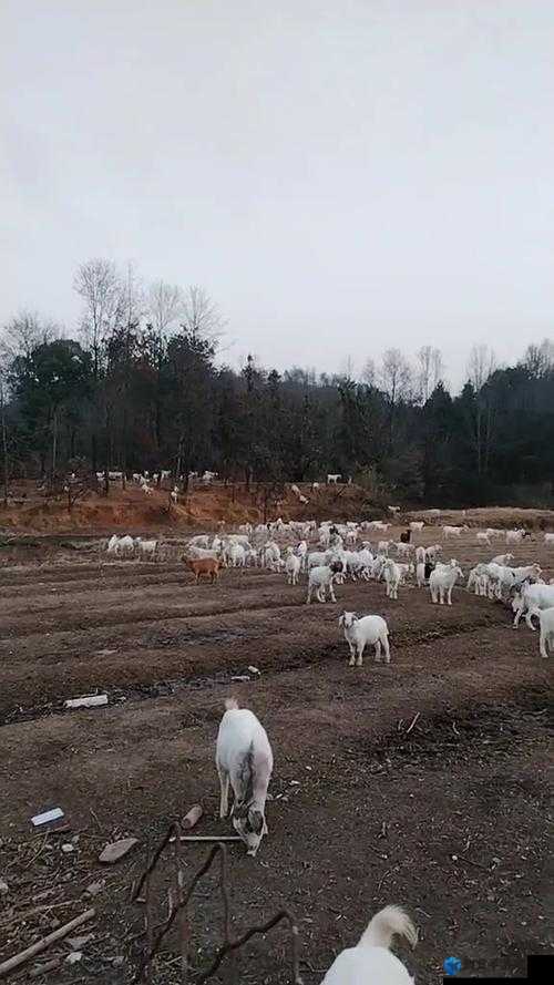 人日山羊会跑吗？探究这种山羊的运动能力与习性之谜或者想知道答案吗？人日山羊会跑吗？带你揭开神秘面纱又或者人日山羊会跑吗？这个问题背后隐藏着怎样的生物学奥秘？