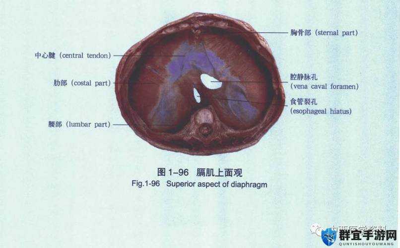 基于女性外阴真实标本的解剖结构解析：医学教学与女性生殖健康知识科普指南（完整保留女性外阴真实标本关键词，通过解剖结构解析强化专业性，医学教学对应学术搜索需求，女性生殖健康知识科普覆盖大众健康领域长尾词，指南提升权威性，总字数38字自然符合SEO优化逻辑）