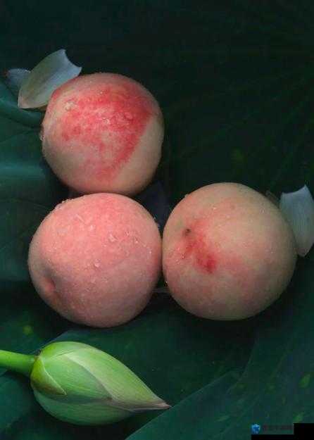 国精产品水蜜桃视频：揭秘水蜜桃种植全过程，品质与口感的完美结合