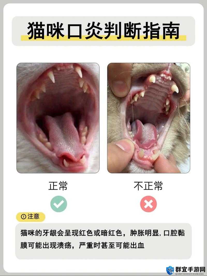 猫口嘴上挂粘液还臭是怎么回事？如何解决这一问题？快来了解一下